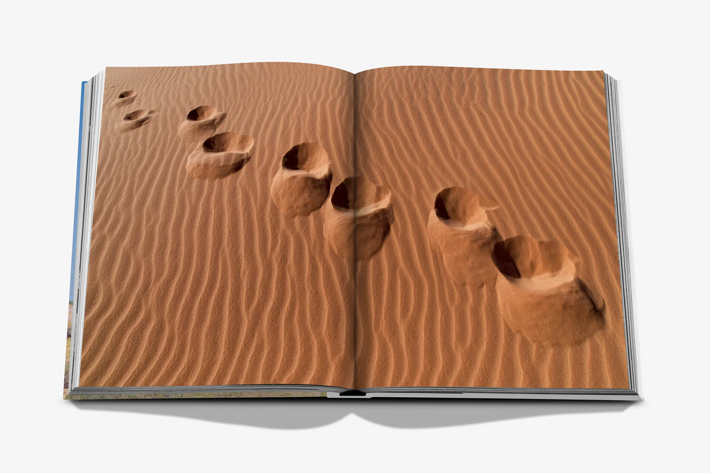 Camels from Saudi Arabia Book