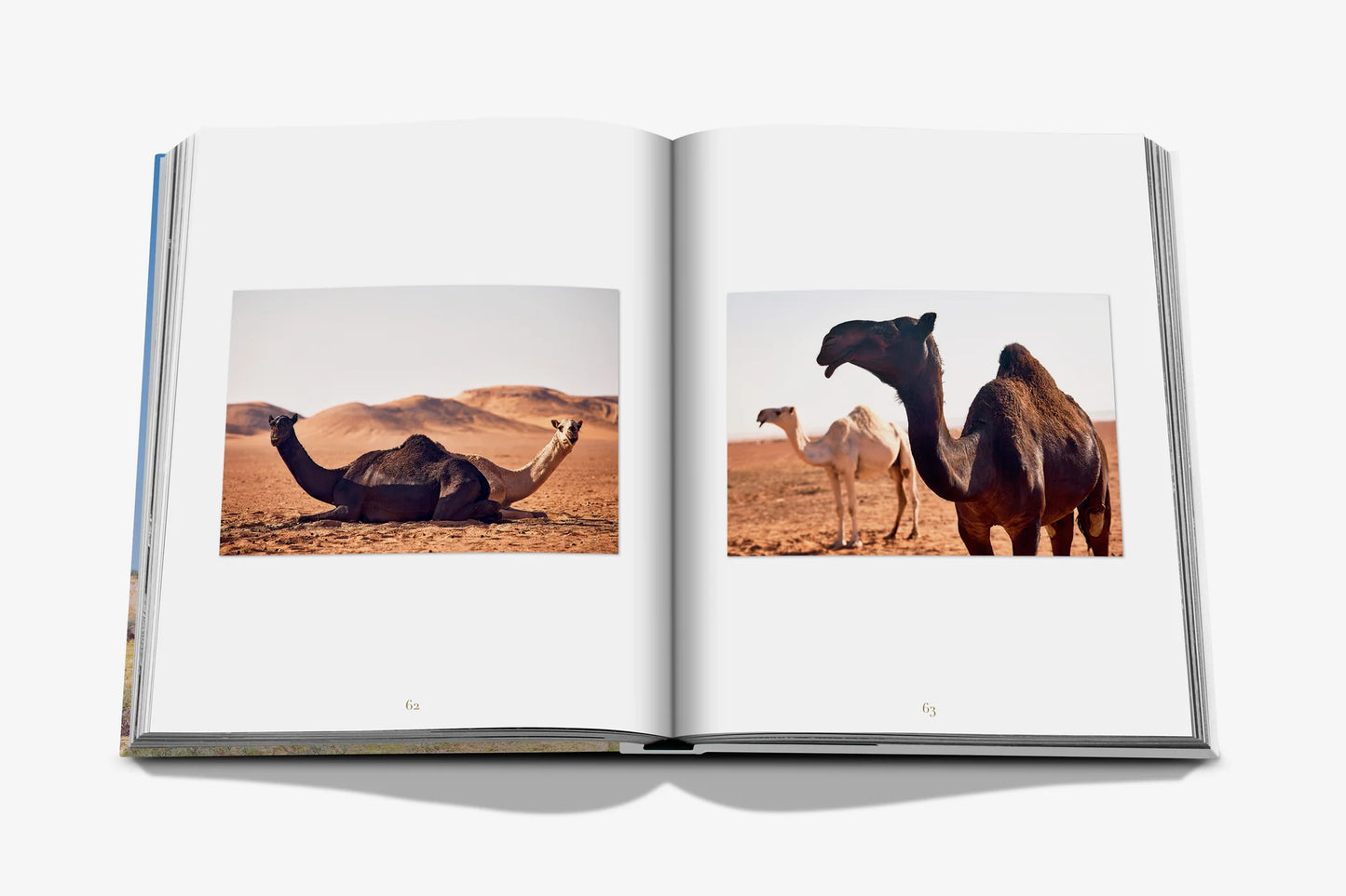 Camels from Saudi Arabia Book