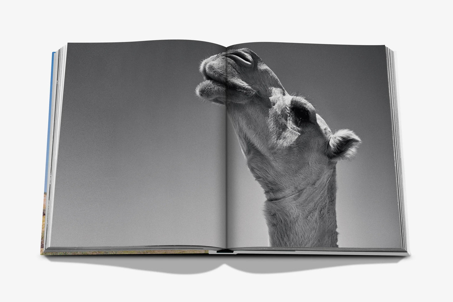 Camels from Saudi Arabia Book